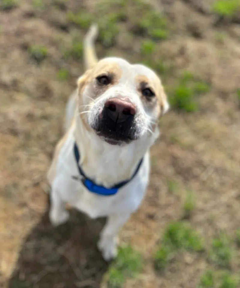 Weezer& Biggs thumbnail 5