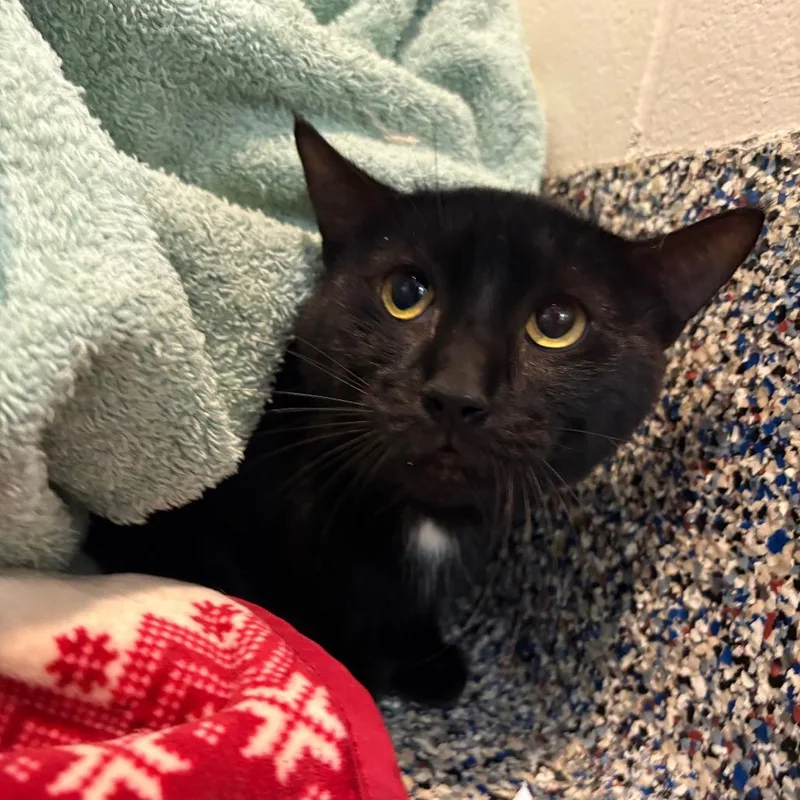An adult medium-sized male Domestic Short Hair cat named Pearl Fryar for adoption in Fairport, NY