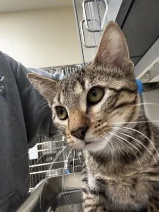 A baby medium-sized male Buff / Tan / Fawn Domestic Short Hair cat named Mustang for adoption in Wichita, KS