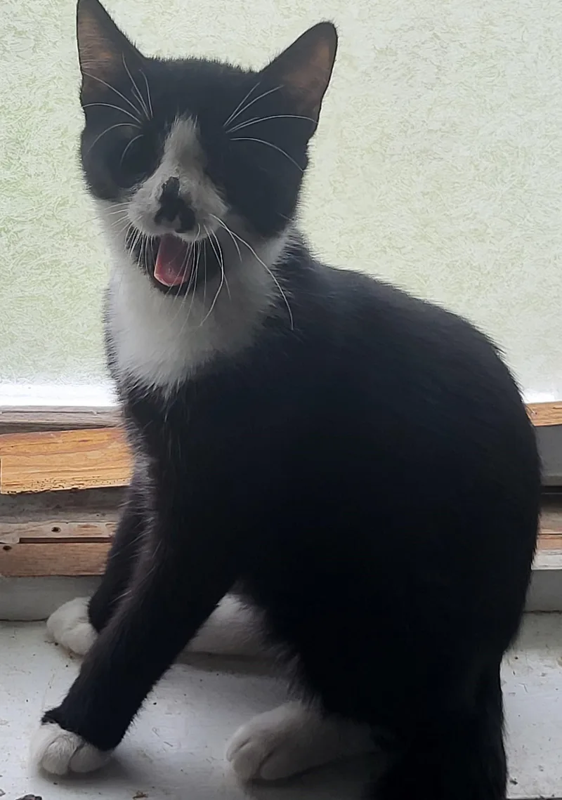 A baby small-sized male Black & White / Tuxedo Tuxedo cat named Uno for adoption in Bennington, VT