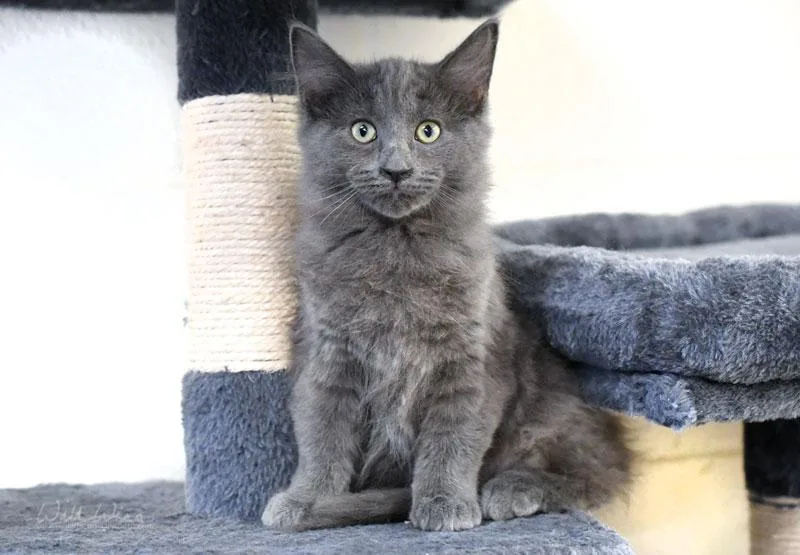 A baby small-sized female Gray / Blue / Silver Domestic Medium Hair cat named Pennywise for adoption in Monroe, GA