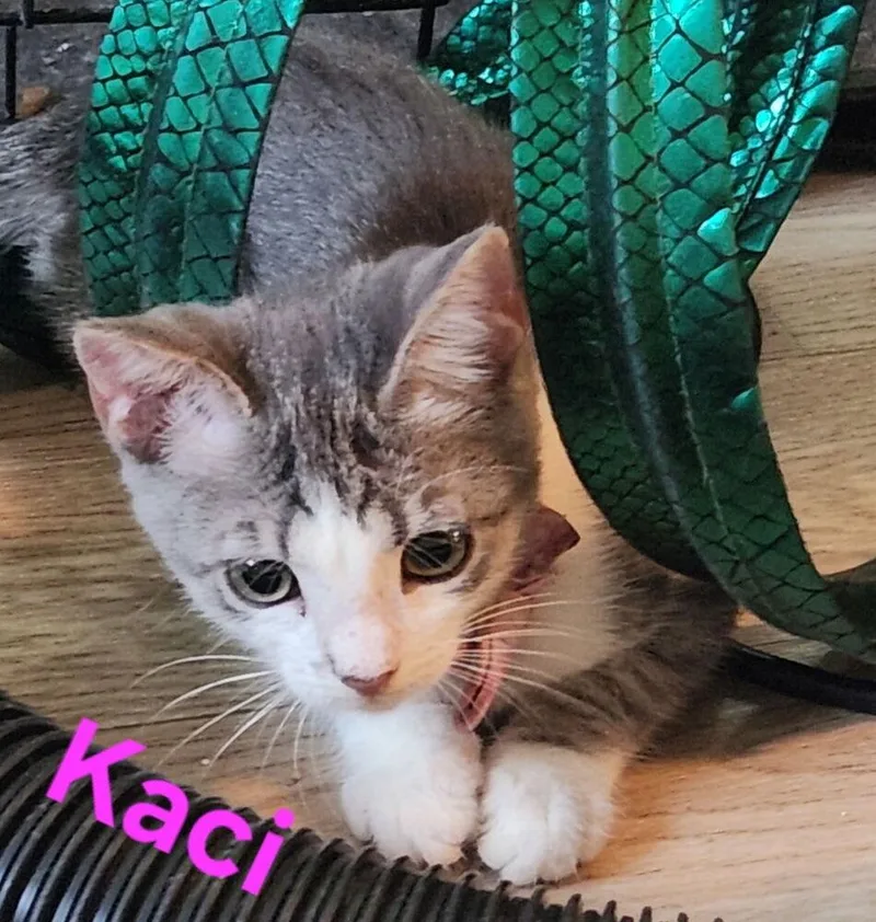 A baby small-sized female Domestic Short Hair cat named Kaci for adoption in Dallas, TX