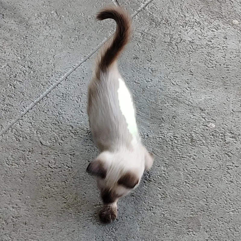 A baby small-sized male Brown / Chocolate Siamese cat named Tofu for adoption in West Palm Beach, FL