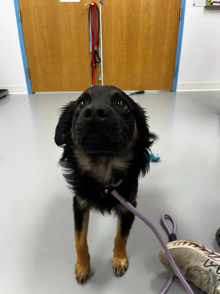 A baby medium-sized male Australian Shepherd dog named Pedro for adoption in Hartsville, SC