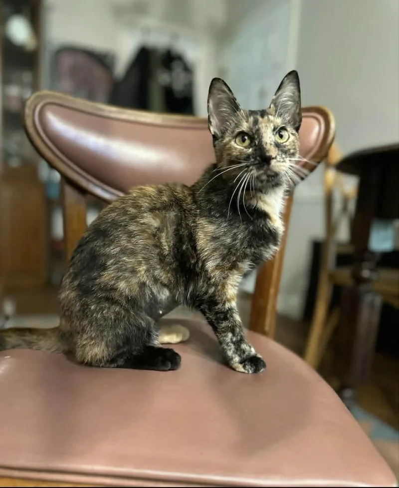A baby small-sized female Tortoiseshell Domestic Short Hair cat named Pigeon for adoption in Groveland, MA