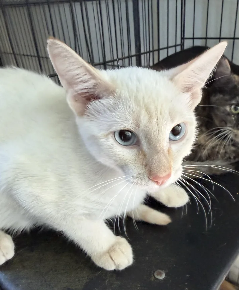 A baby medium-sized male Domestic Short Hair cat named Mac for adoption in Deming, NM