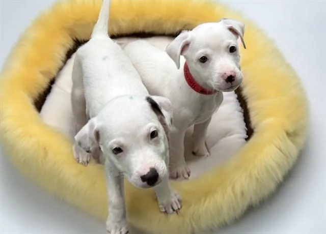 A baby medium-sized female Labrador Retriever dog named Heather for adoption in Fort Lauderdale, FL