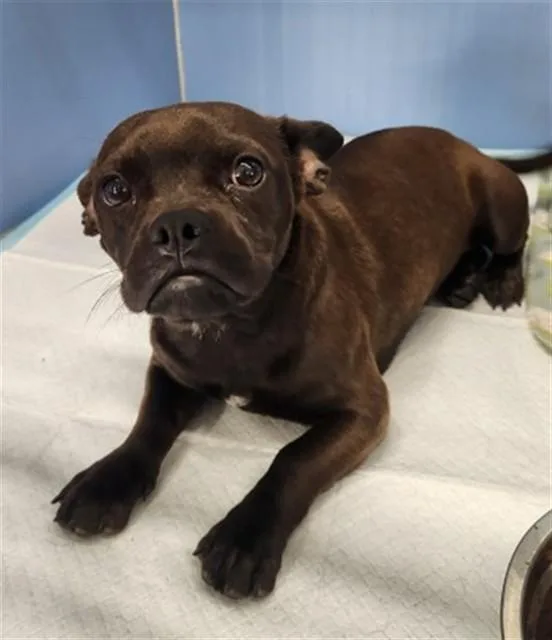 A young small-sized female Pug dog named Aspen for adoption in San Bernardino, CA