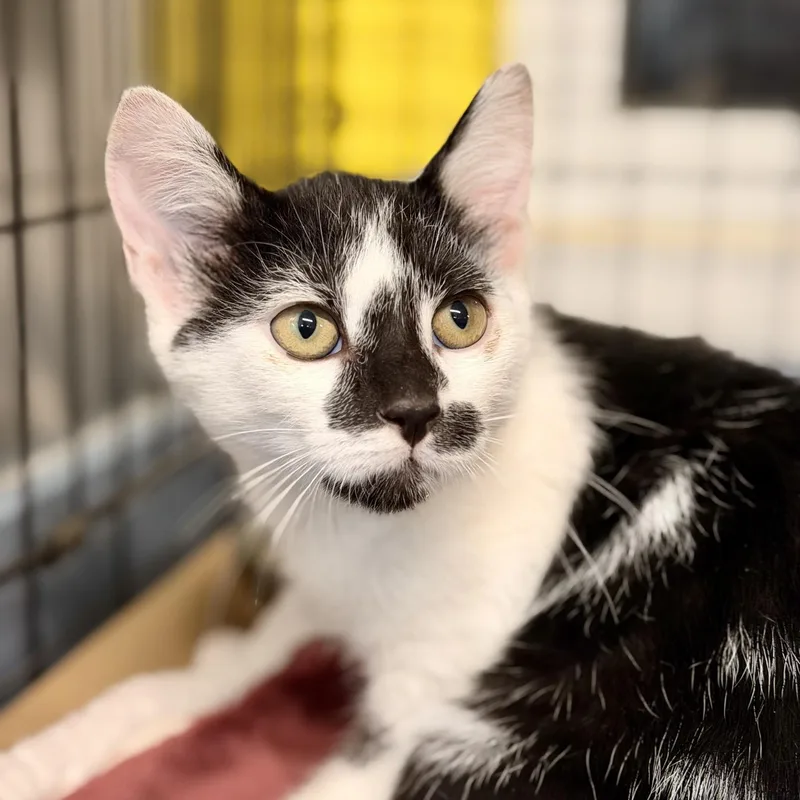 A baby medium-sized male Black & White / Tuxedo Domestic Short Hair cat named Jimmy Mewtron for adoption in Jackson, NJ