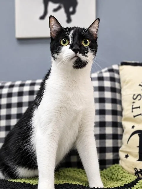 A young medium-sized male American Shorthair cat named Robin for adoption in Effingham, IL