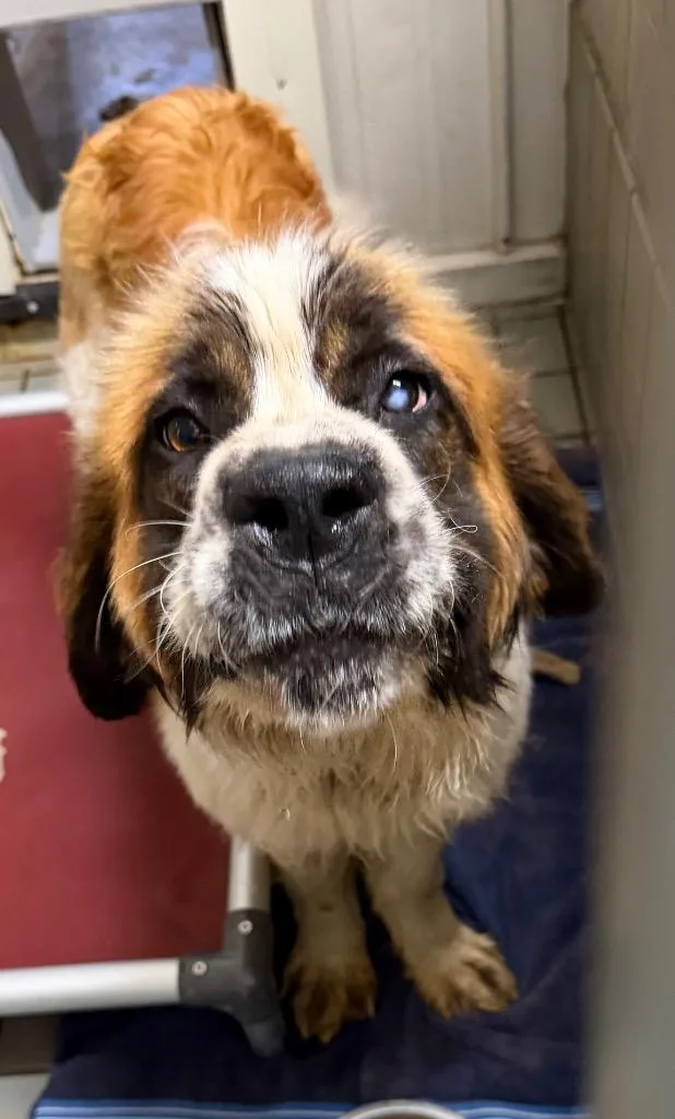 A young large-sized female Saint Bernard dog named Athena for adoption in Virginia, MN