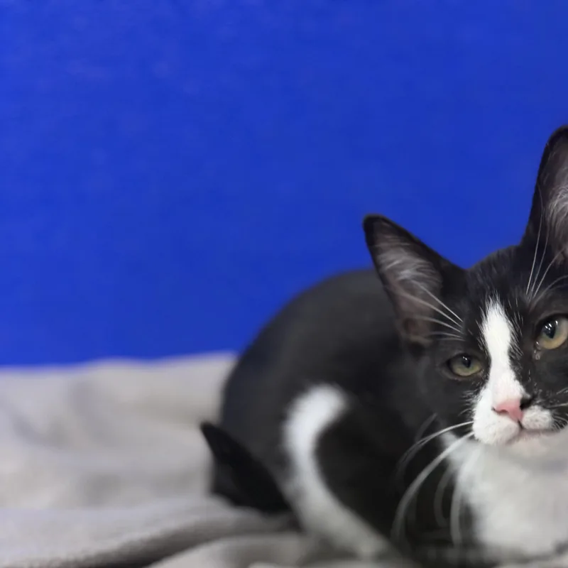 Charlie thumbnail 3