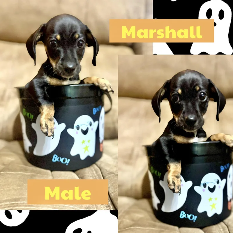 A baby small-sized male Dachshund dog named Marshall for adoption in Manchester, CT
