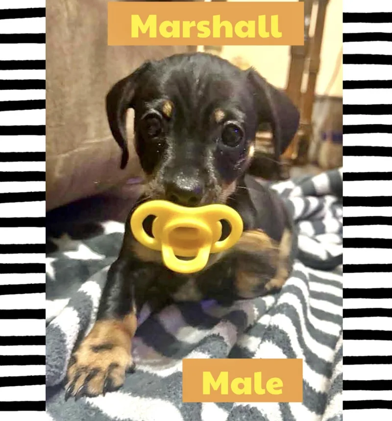 Marshall thumbnail 2