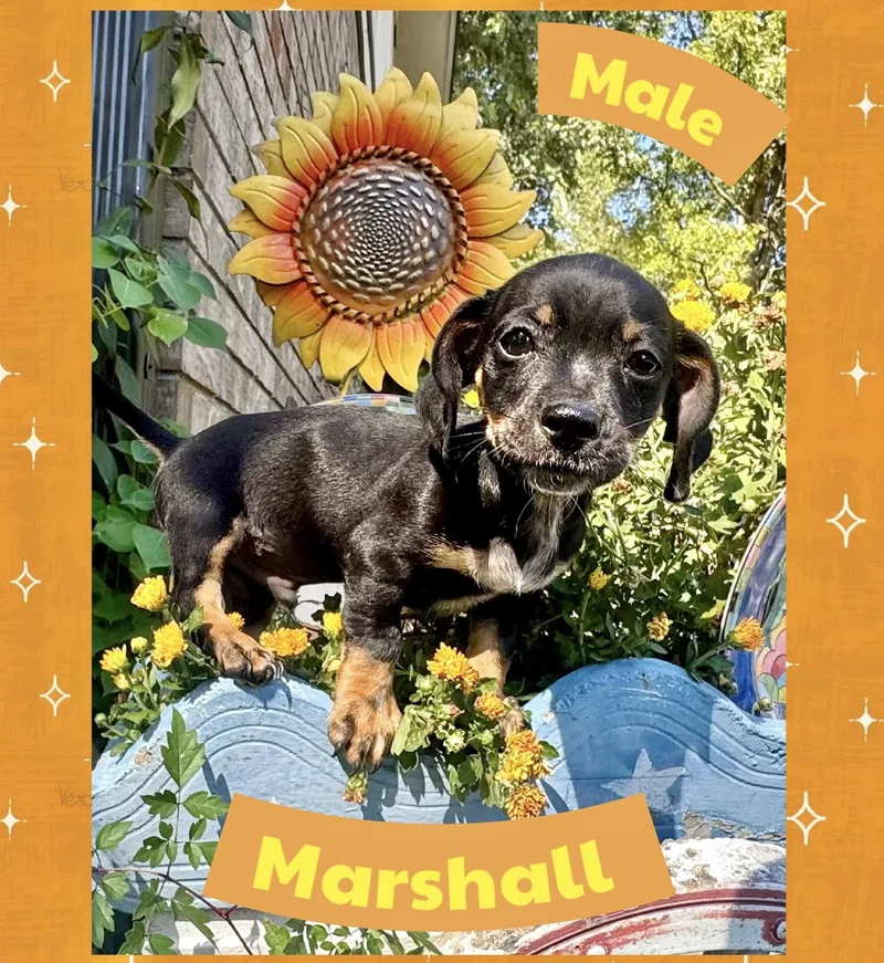 Marshall thumbnail 3