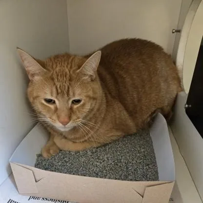 A young large-sized male Tabby (Orange / Red) Domestic Short Hair cat named Noodle for adoption in Phoenixville, PA