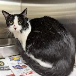 An adult small-sized female Black Domestic Short Hair cat named Yang for adoption in Bullhead City, AZ
