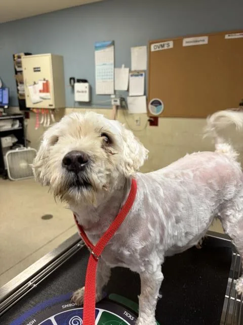 A senior small-sized male Maltese dog named Hammy for adoption in Riverside, CA