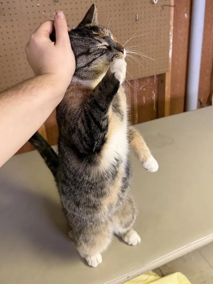 Trixie And Taffy thumbnail 2