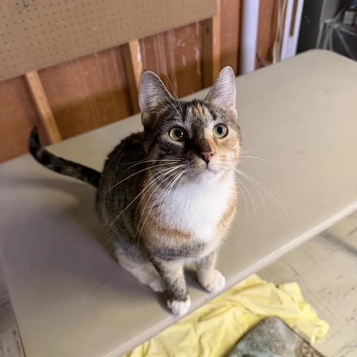 Trixie And Taffy thumbnail 3