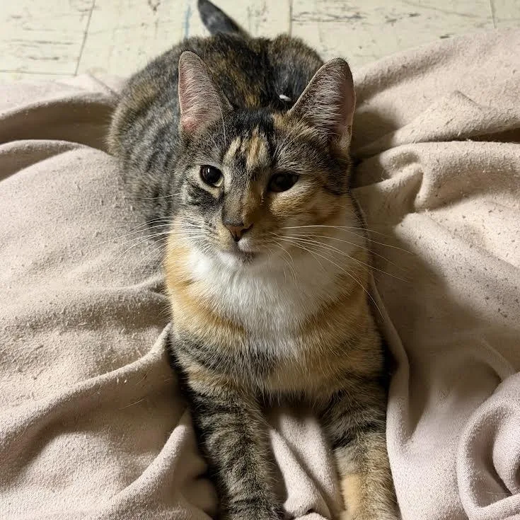 Trixie And Taffy thumbnail 4