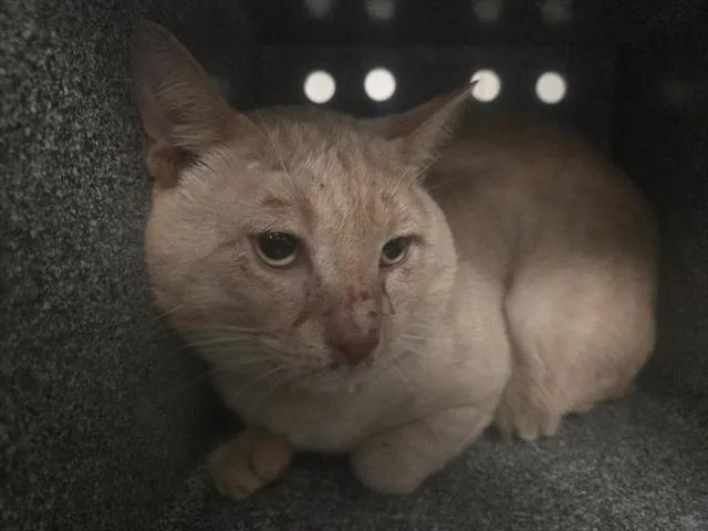 A young medium-sized male Domestic Short Hair cat named Billy for adoption in Dallas, TX