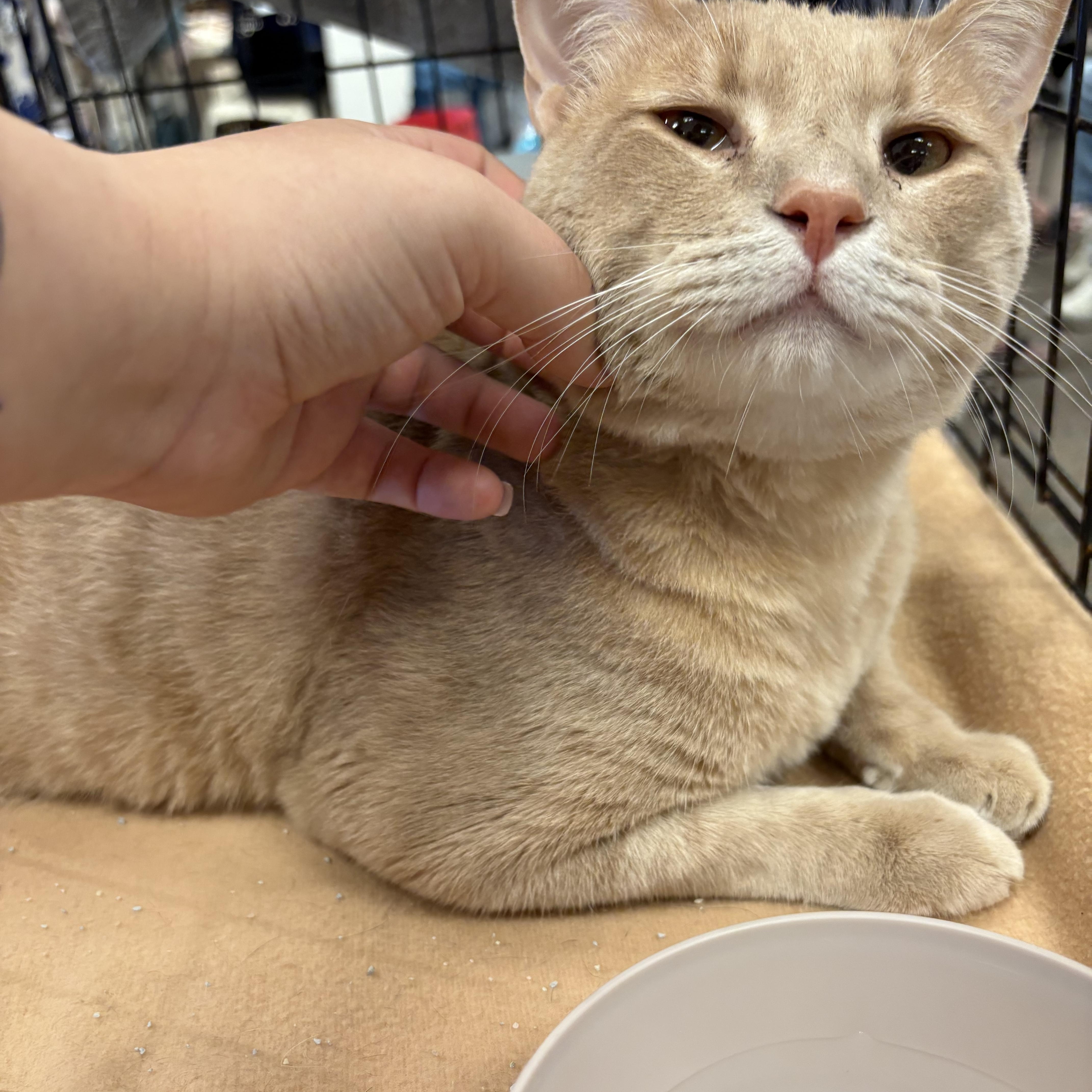 Chunky Cheddar thumbnail 2