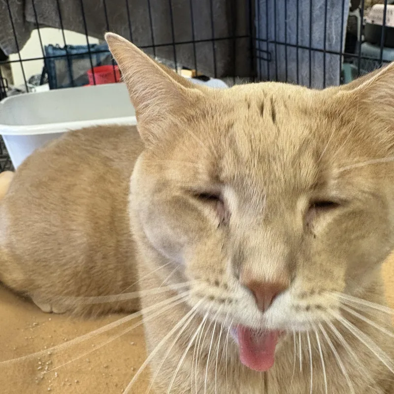 Chunky Cheddar thumbnail 3