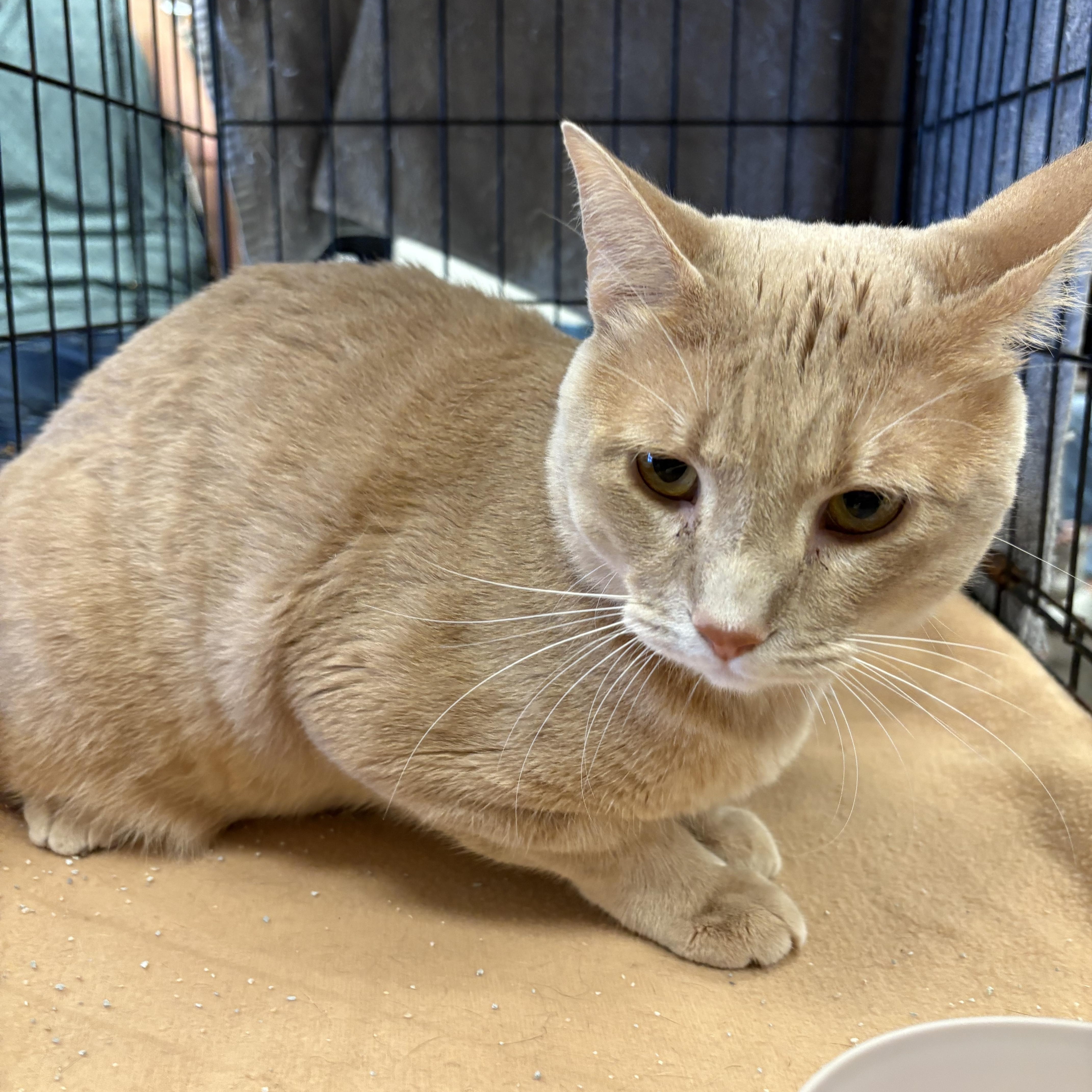 Chunky Cheddar thumbnail 4