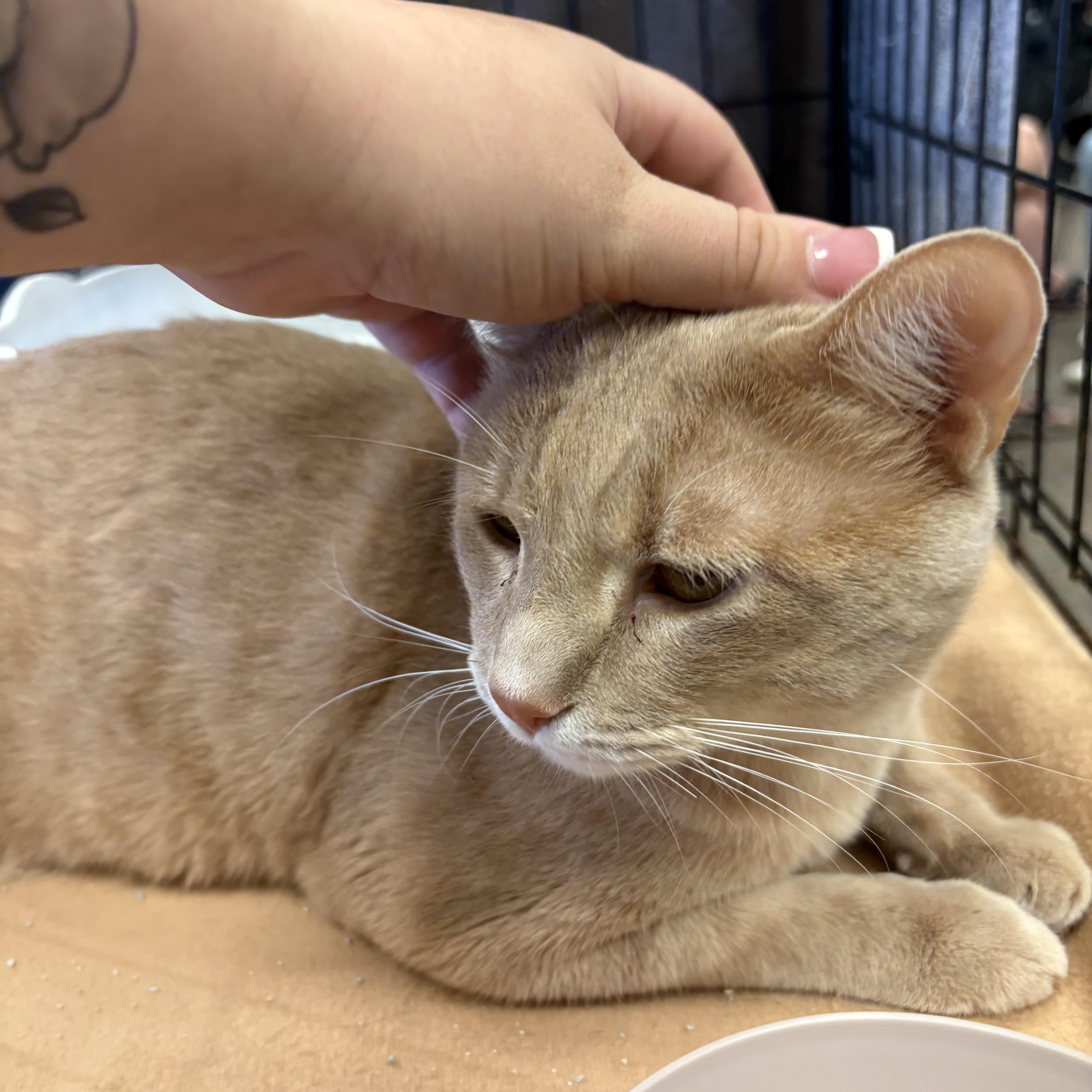 Chunky Cheddar thumbnail 5