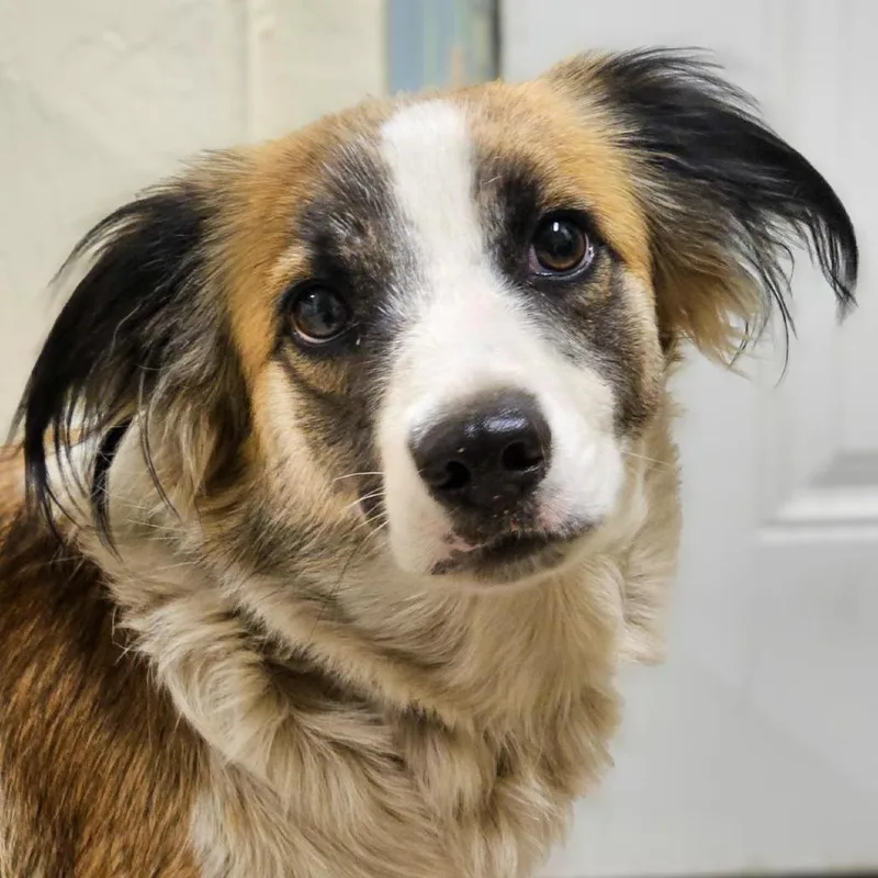 A young medium-sized female Border Collie dog named Iris for adoption in Mount Shasta, CA