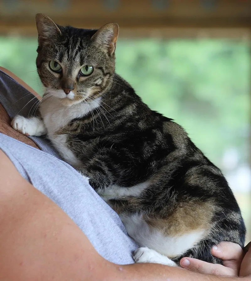 An adult large-sized female Domestic Short Hair cat named Angela for adoption in North Fort Myers, FL