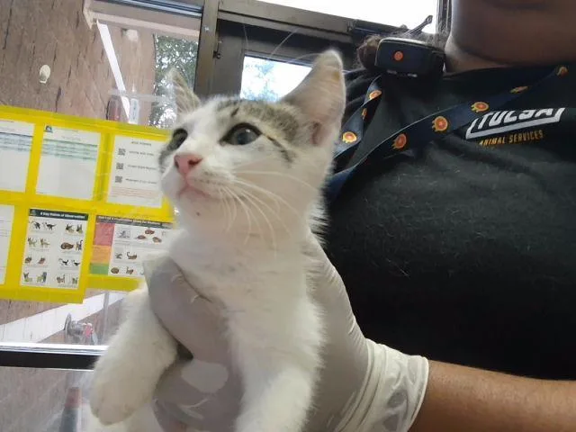 A baby small-sized male Domestic Short Hair cat named Toaster for adoption in Tulsa, OK