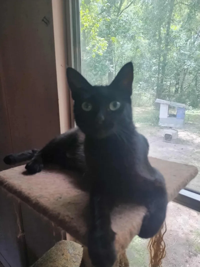 A baby medium-sized female Black Bombay cat named Berry for adoption in MONTGOMERY, TX