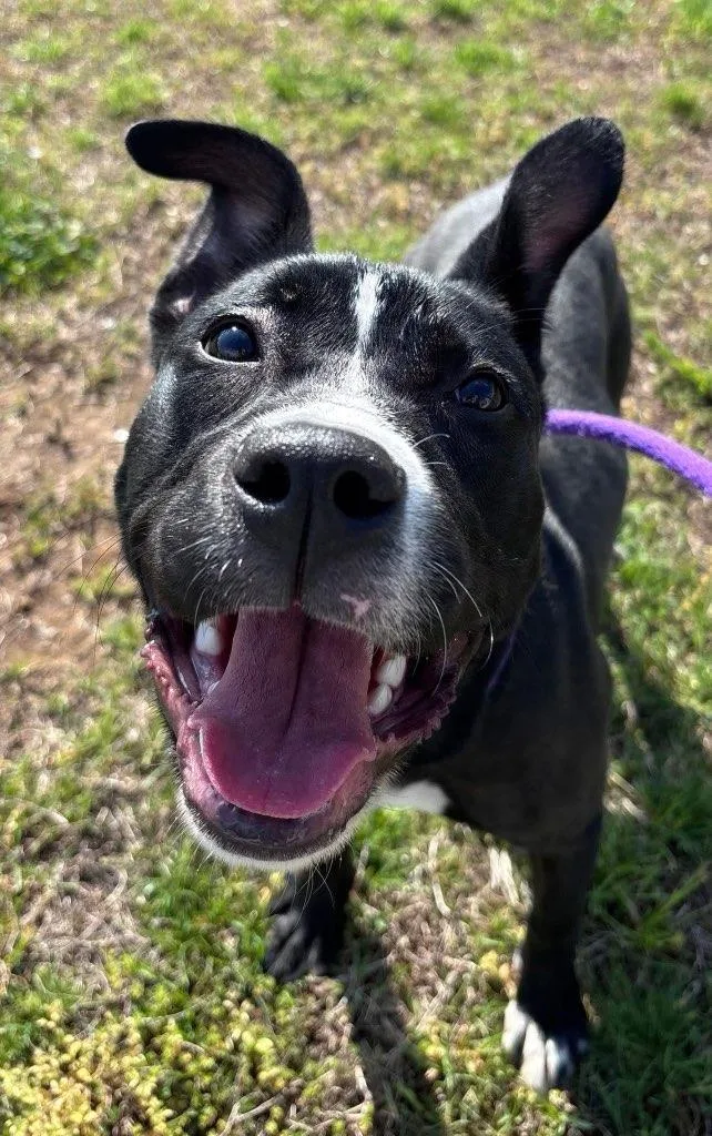A baby medium-sized female Black Pit Bull Terrier dog named Luna for adoption in Manassas, VA