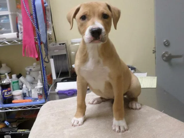 A senior small-sized male Hound dog named Hogan for adoption in Florence, SC