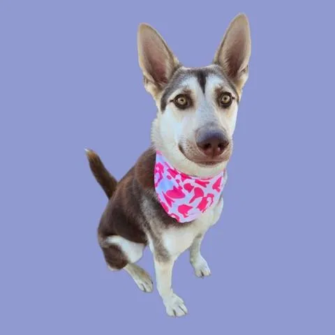 A young large-sized female German Shepherd Dog dog named Lively for adoption in Bakersfield, CA