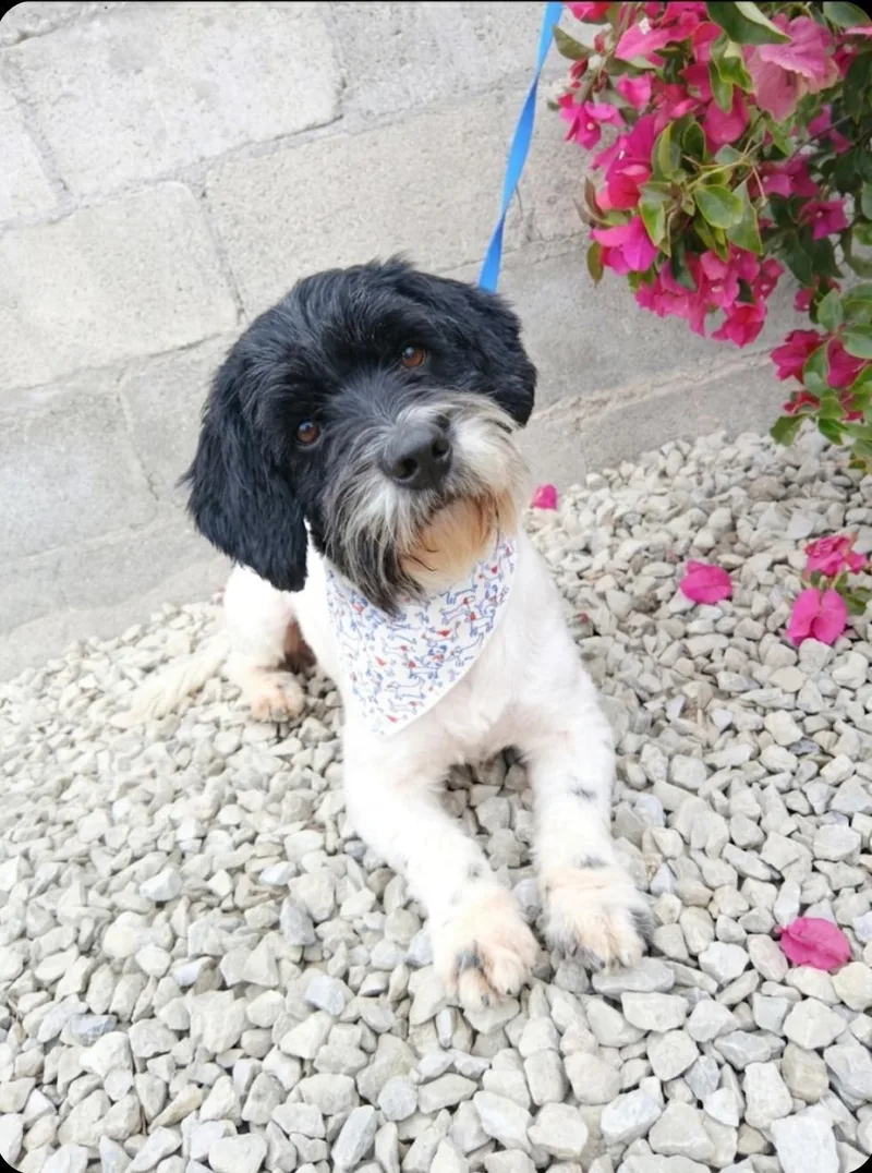 A young small-sized male Black Maltipoo dog named Carlitos for adoption in Los Angeles, CA