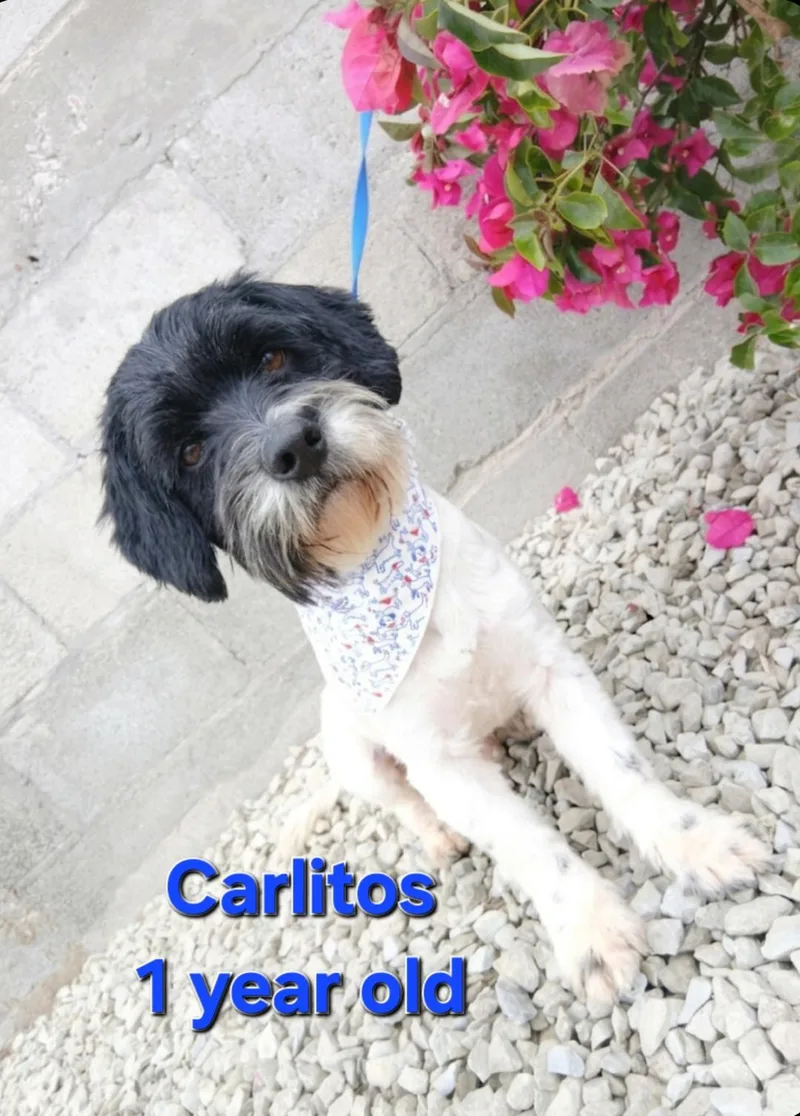 Carlitos thumbnail 4