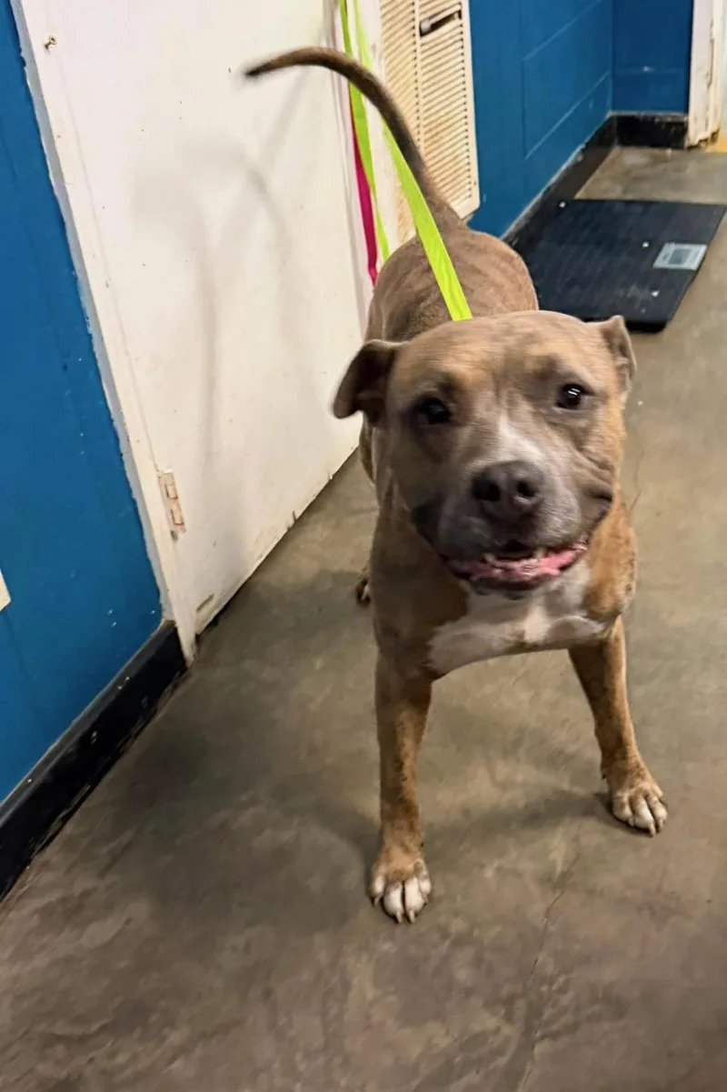 An adult medium-sized male Pit Bull Terrier dog named Willie for adoption in Ozark, AL