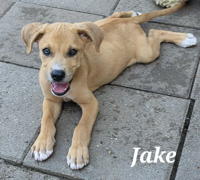 A baby medium-sized male Catahoula Leopard Dog dog named Jake for adoption in Edinburg, TX