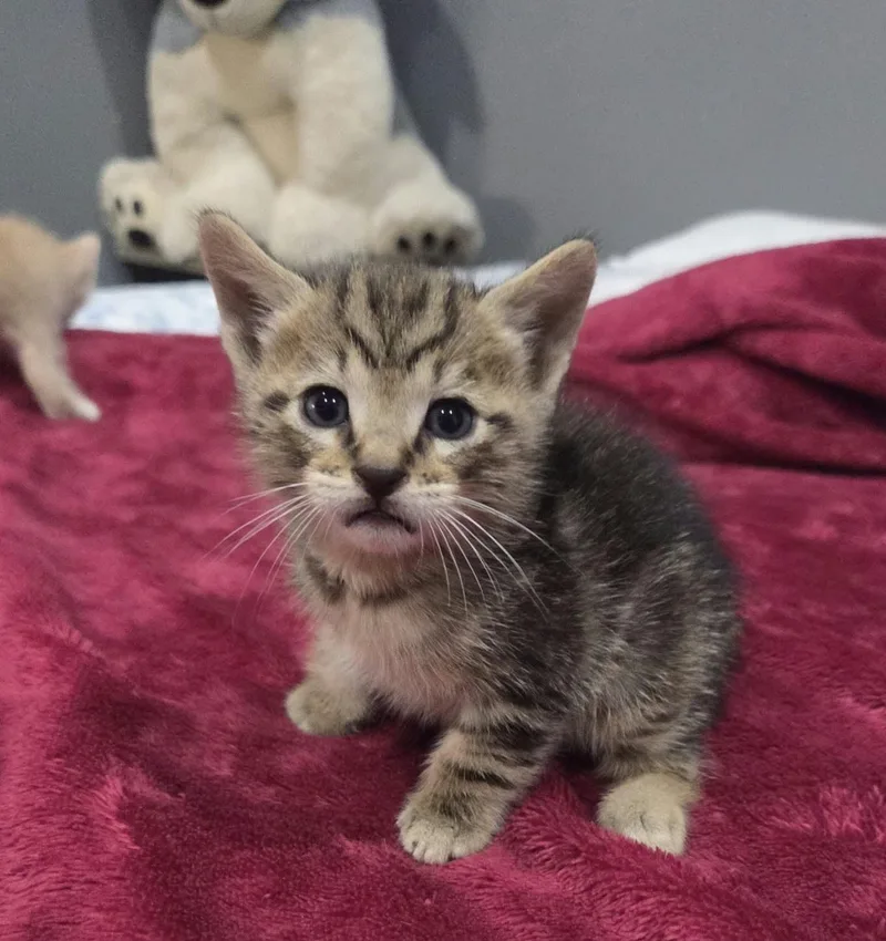 A baby medium-sized male Tabby (Brown / Chocolate) Domestic Medium Hair cat named Hooper for adoption in Gregory, TX