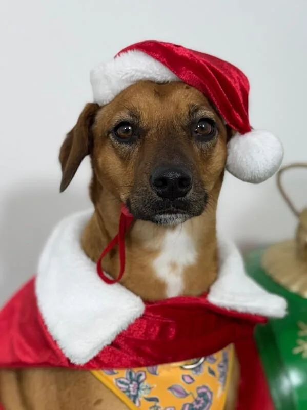 A young medium-sized female Brown / Chocolate Rhodesian Ridgeback dog named Bada for adoption in Carlsbad, CA