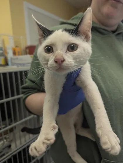 A baby medium-sized male Domestic Short Hair cat named Casper  I AM for adoption in East Brookfield, MA