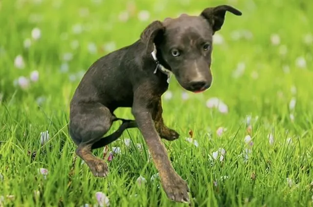 A baby small-sized male Pit Bull Terrier dog named Nevada for adoption in Lancaster, CA