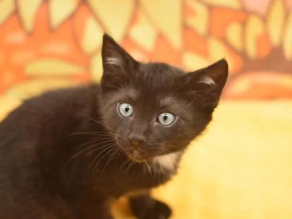 A baby small-sized male Domestic Short Hair cat named Monty for adoption in Portland, OR