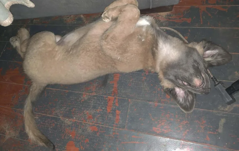 A baby large-sized female Gray / Blue / Silver German Shepherd Dog dog named Franky for adoption in Kiowa, OK
