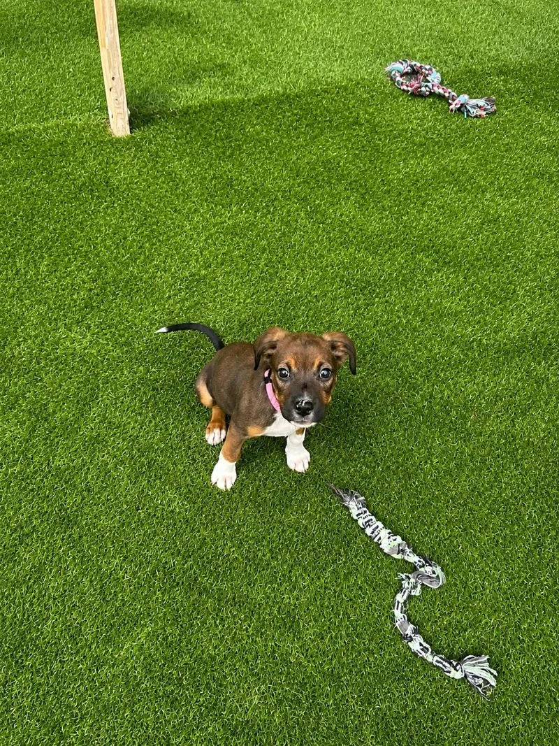 A baby large-sized female Tricolor (Brown, Black, & White) Mixed Breed dog named Risk for adoption in Kenosha, WI