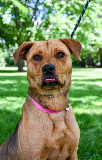 An adult medium-sized female Retriever dog named Gael for adoption in Yakima, WA