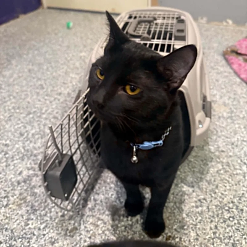 A young large-sized male Black Domestic Short Hair cat named Onyx for adoption in Antioch, CA